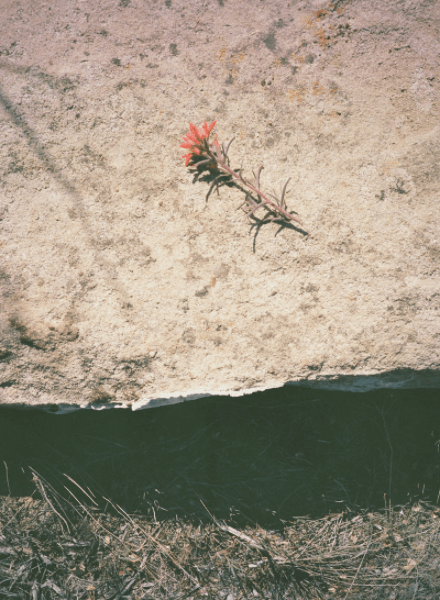 An Indian paintbrush flower rising from red rock
