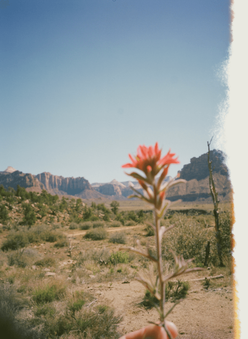 A red Indian paintbrush held against the distant cliffs of Zion